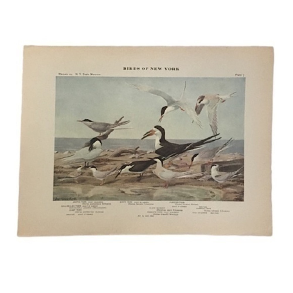 🖤 5/$25 Antique Ornithological Bird Print Original ocean birds